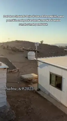 Dari desa Shalal Al-Ouja di utara Ariha pagi ini.. para pemukim melepaskan ternak mereka di antara rumah-rumah penduduk.