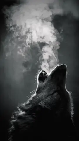 #wolf#wolflover#f 