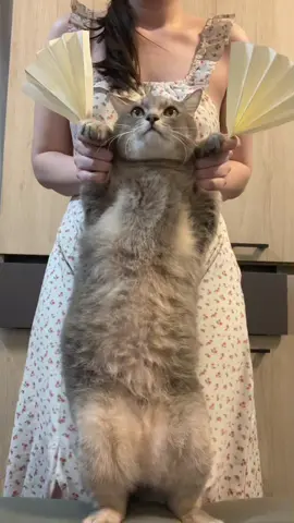 เด็กชายใต้เท้าส่งการบ้านด้วยคนค้าบบบ 😆😆 #trending #catoftiktok #ส่งงานครูอนาวิล 