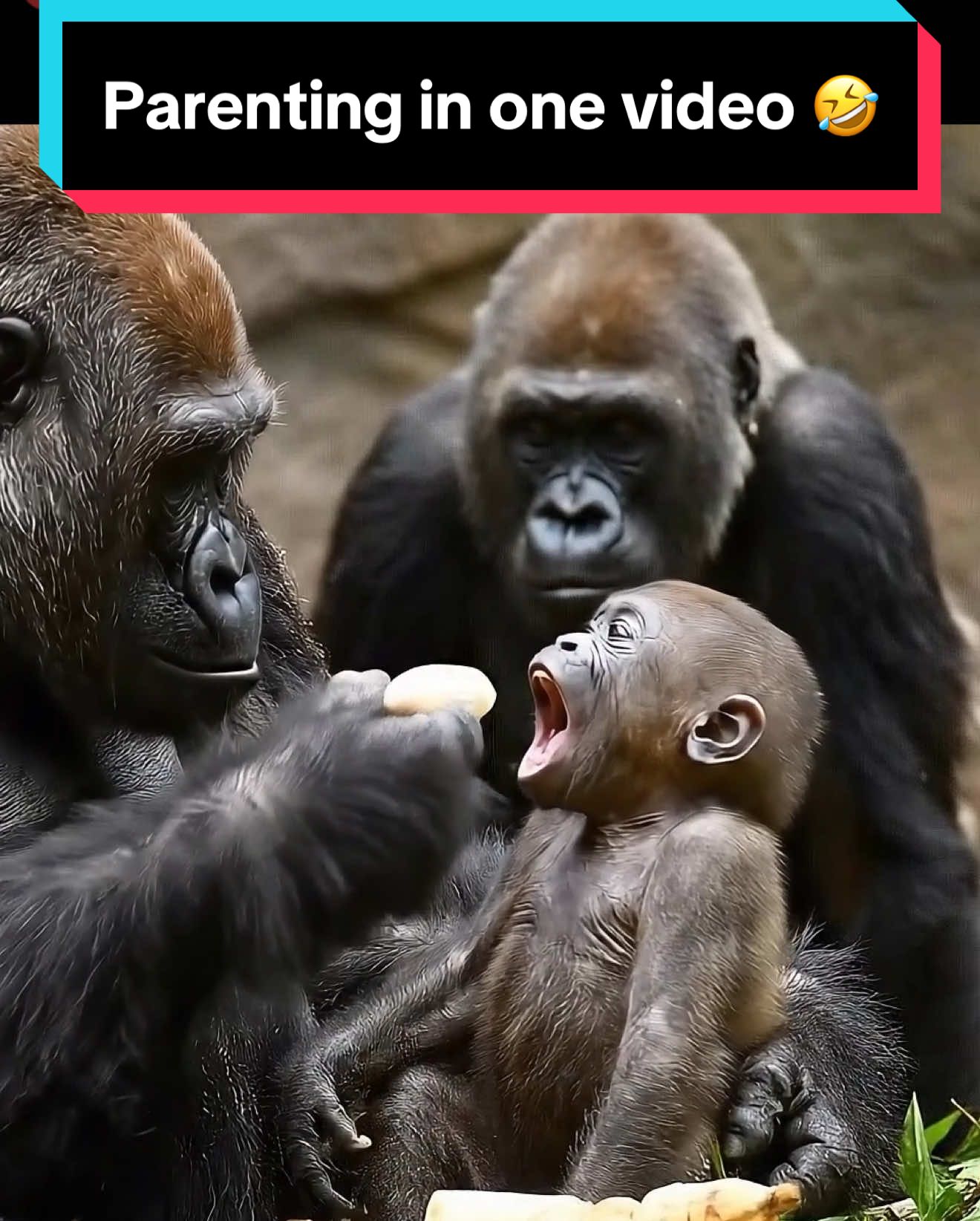 Parenting in a nutshell 🦍😂 From the mom roar to food bribery (and even the bucket trick), this compilation has every parent survival hack covered. (Video made with AI assistance) #Gorilla #ParentingHumor #MomTok #DadTok #ParentTok #ParentingFails #Zoo #RelatableAF #AnimalHumor
