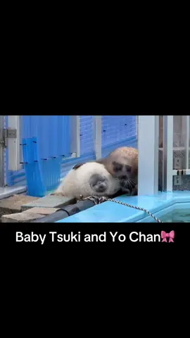 #foryou #cute #seal 
