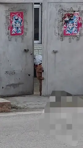 Dogs who like to watch fun#dogsoftiktok #fpy #fun #😂😂😂🤣 #🦮 #usa🇺🇸 