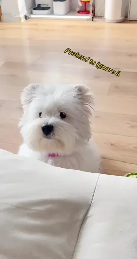 It's so anxious that it wants to talk#westhighlandwhiteterrier 