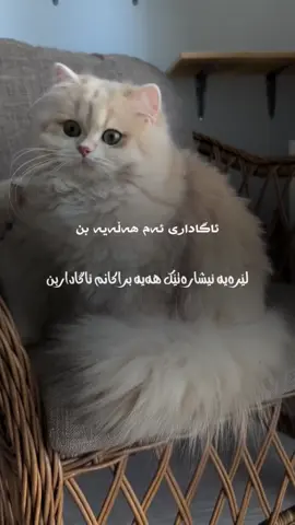 🥺🤍#run4ky #catlover 