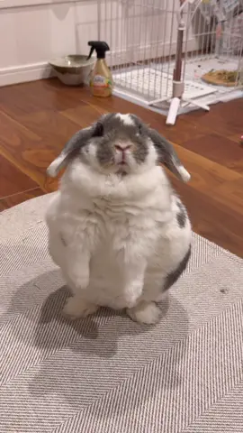 太りすぎたうさぎ フランフラン（2）girl🎀 ダイエットがんばってます！！ 実際に成功した方いらっしゃいましたらアドバイス欲しいです またダイエット中のうさちゃん いっしょにがんばろう！！ about 7.5 pounds It’s me, Francfranc!🎀 Я Франфран! 嗨，是弗兰弗兰！ 안녕~ 프랑프랑이야!  ！مرحباً، أنا فرانفران #うさぎ #ホーランドロップ #ダイエット #デブ#でひふンフラン 