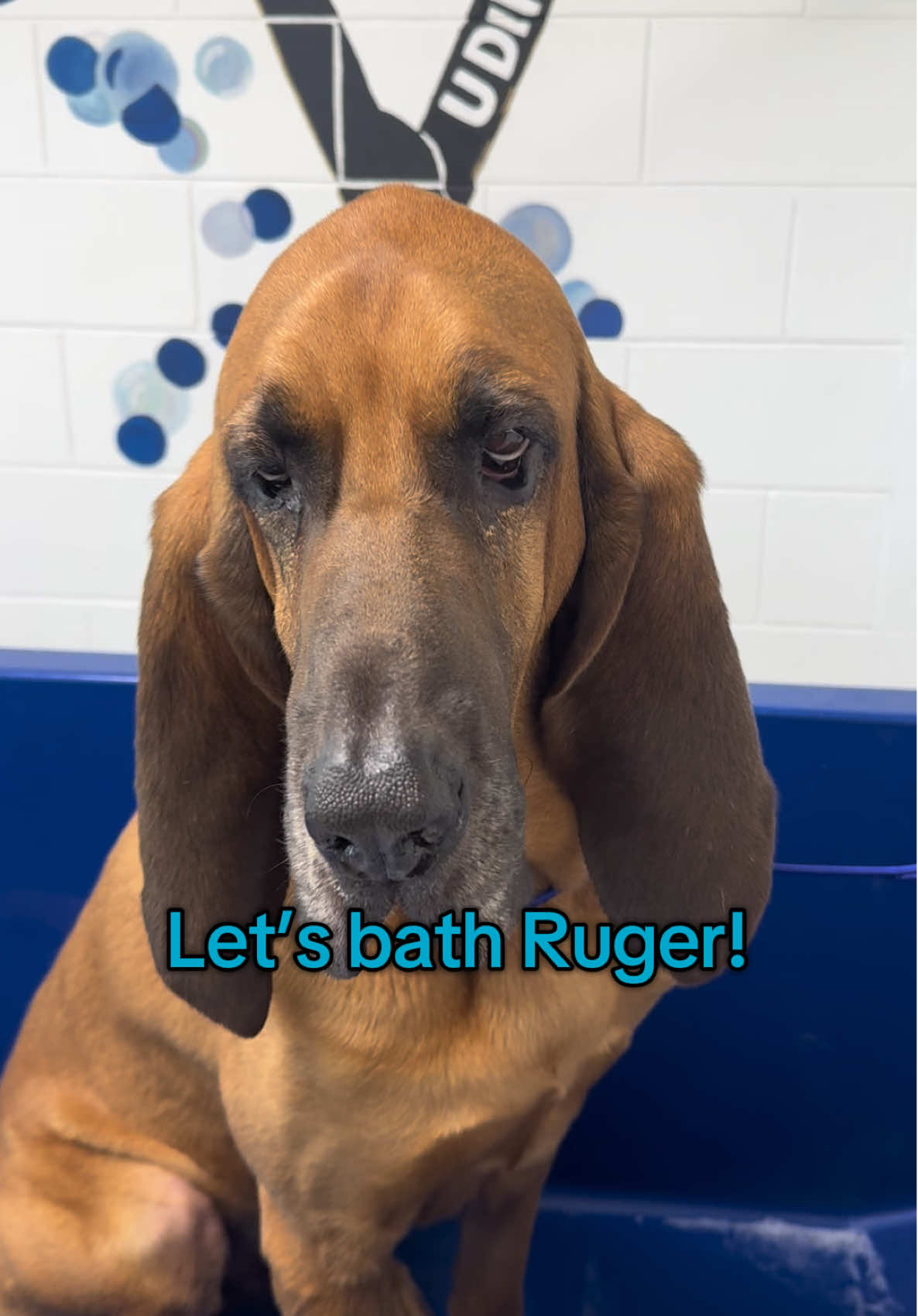 It took 5 years but he will finally sit quiet and let me bathe him! Nail trim is another story. Takes 2, and a wall to get those done. Thank you @U Dirty Dog for being so amazing with us and putting up with the havoc he brings to your salon! #bttbruger #havochound #832ruger #k9unit #bloodhound 