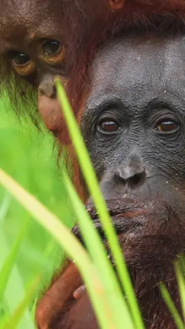 Kalian tau nggak sih funfact bahwa orangutan berbagi 97% DNA dengan manusia, jadi secara genetik mereka adalah salah satu kerabat terdekat kita di dunia satwa Cr: @Ezron Tarigan  #WonderfulIndonesia  #OrangUtan #WildLifeIndonesia 