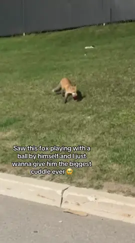 My Shayla dw guys I threw the ball back at him ☺️#fyp #fox #domesticatedfox #baby #viral 