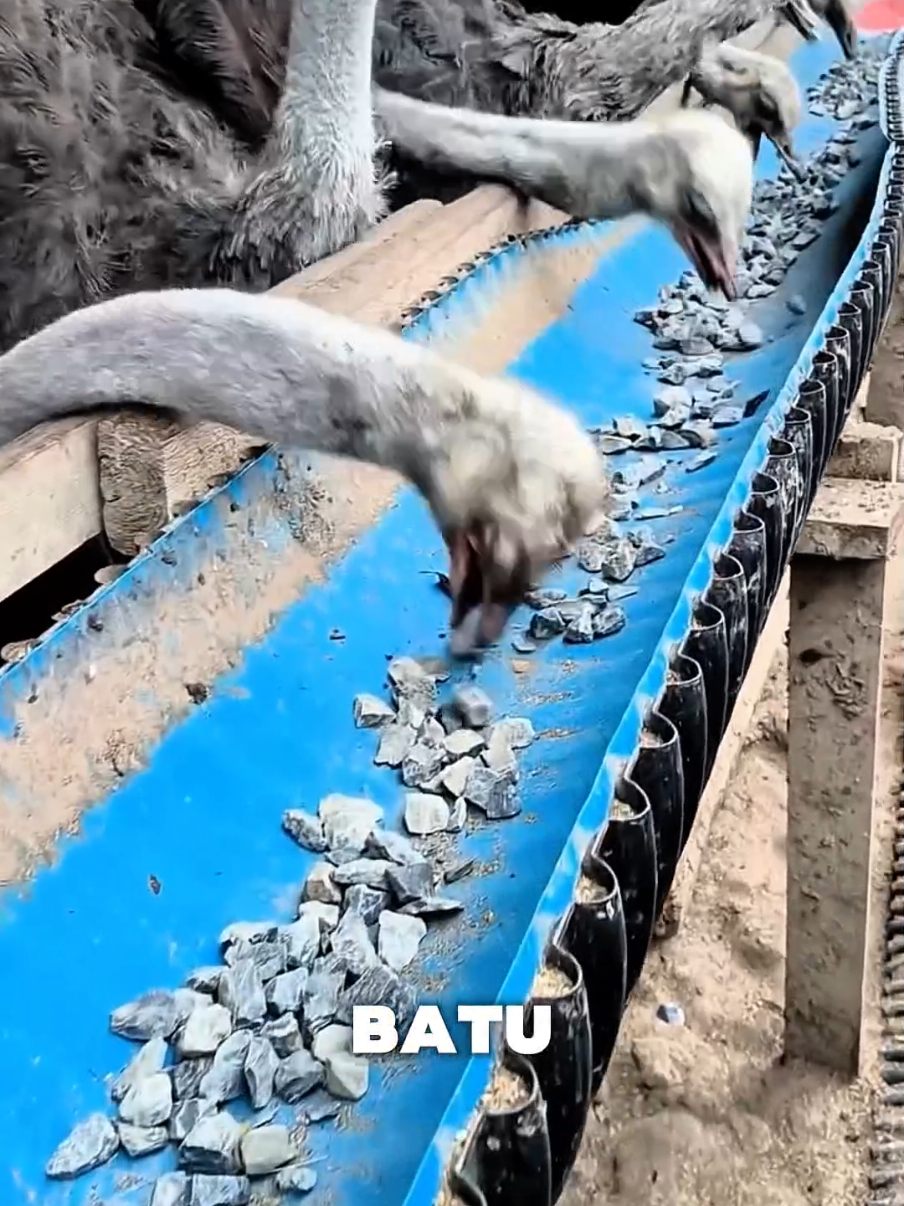 Mengapa burung unta sering memakan batu? #hewan #fyp #fakta 