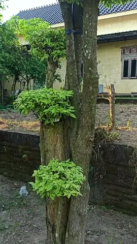 bonsai anting putri untuk mempercantik halaman rumah anda more info DM/WA 087864468422 #bonsaiantingputri #bonsai #tanamanhias #bonsaiindonesia #fyp 
