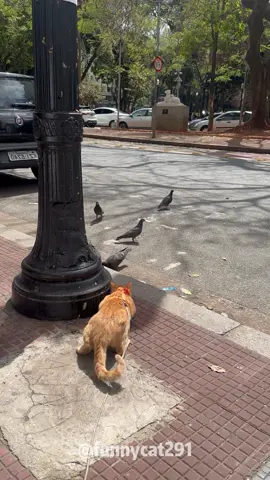 The hunting instinct of cats#cat #catsoftiktok #fyp #fypシ #catlover #funny #pet #foryoupage 