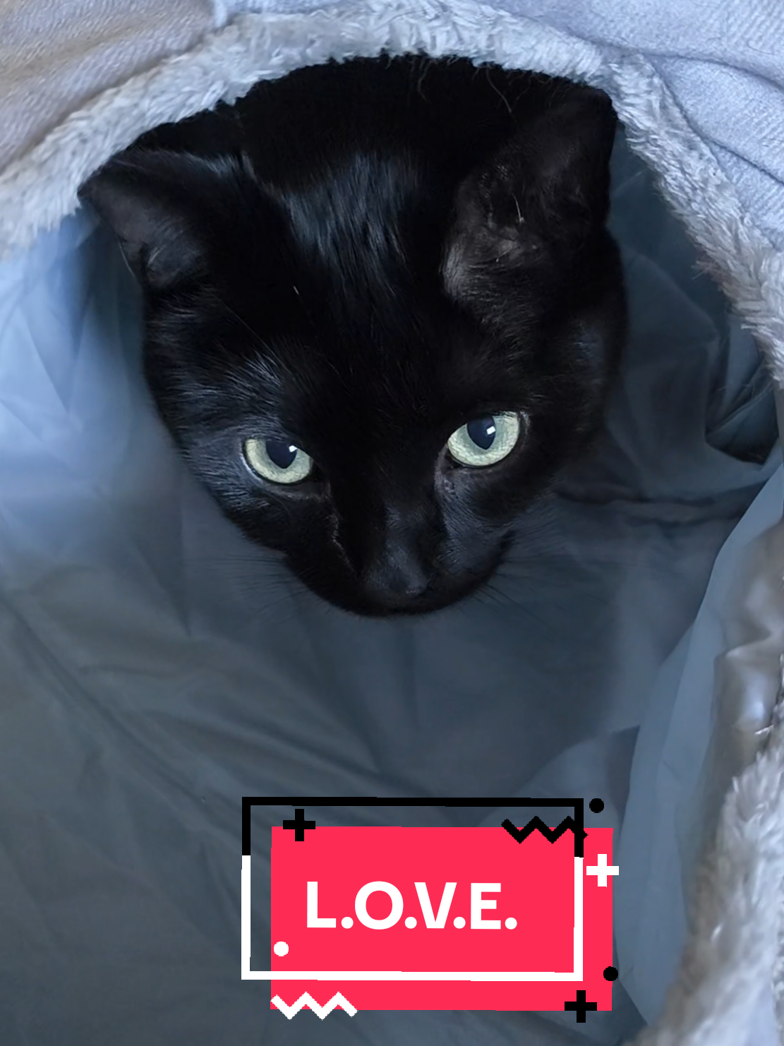 *Crazy Cat* #playtime #cat #Love #trends  #blackcat   