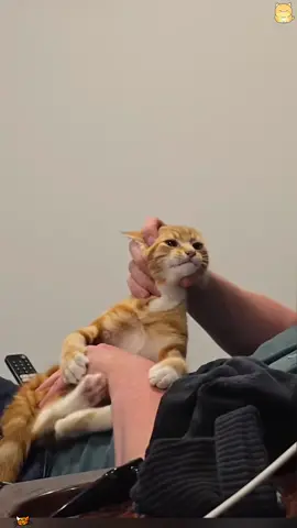 A funny compilation orange cats behavior 😹#catsoftiktok #foryou #usa #fpy #catlover 