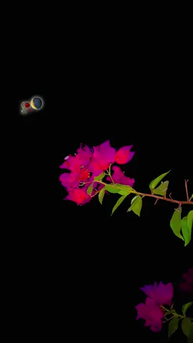 ‎#میرا_سہنا_پنڈ_338ایچ_آر_ضلع_بہاولنگر🌾🍃❤️🌅🌴🍂 ‎#پنڈاں_والے #پنڈ_دا_سٹار  #fypviral #Dont_underview_my_video       