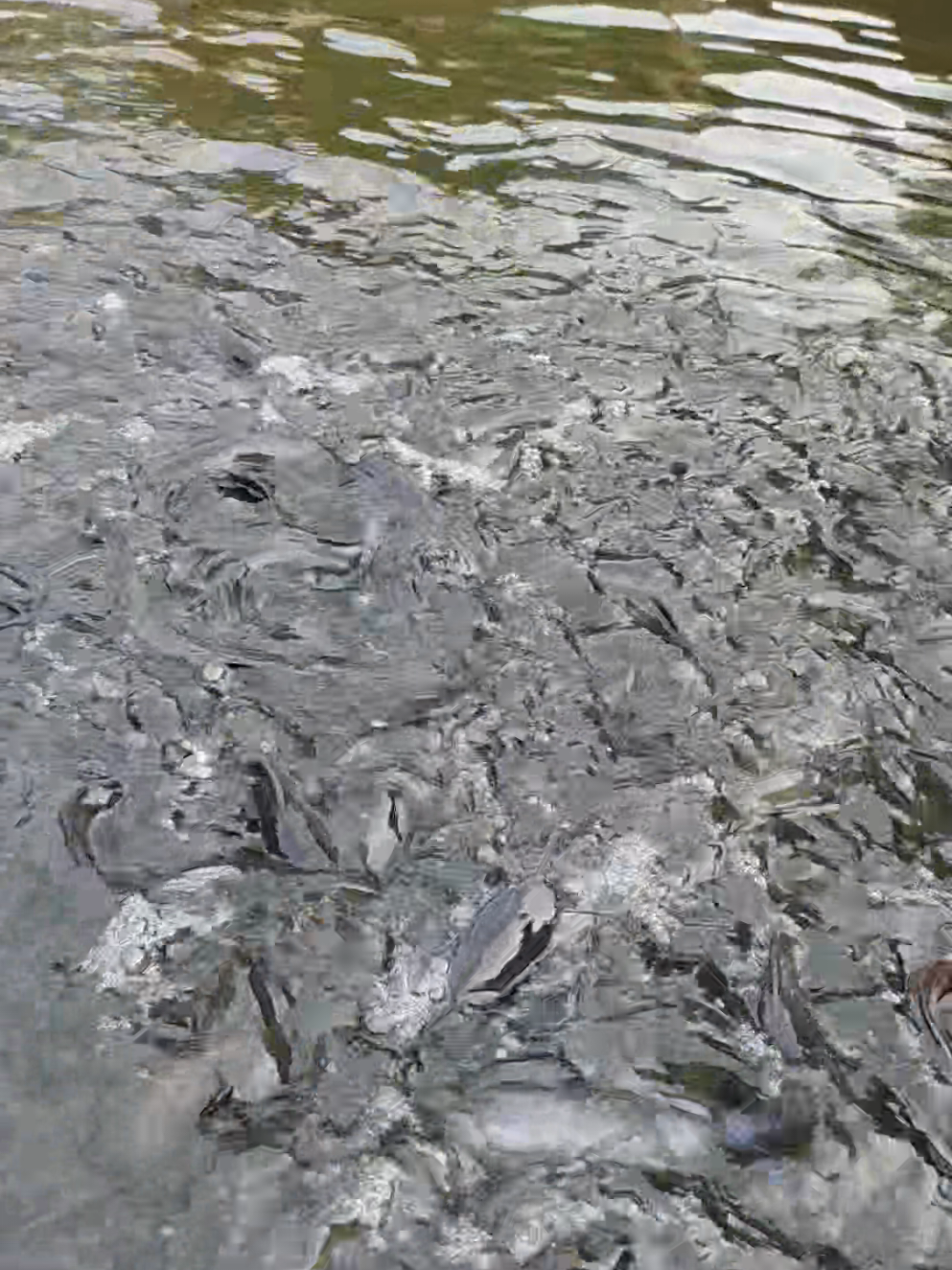 catfish talking #fyp #perikanan #ikanlele 