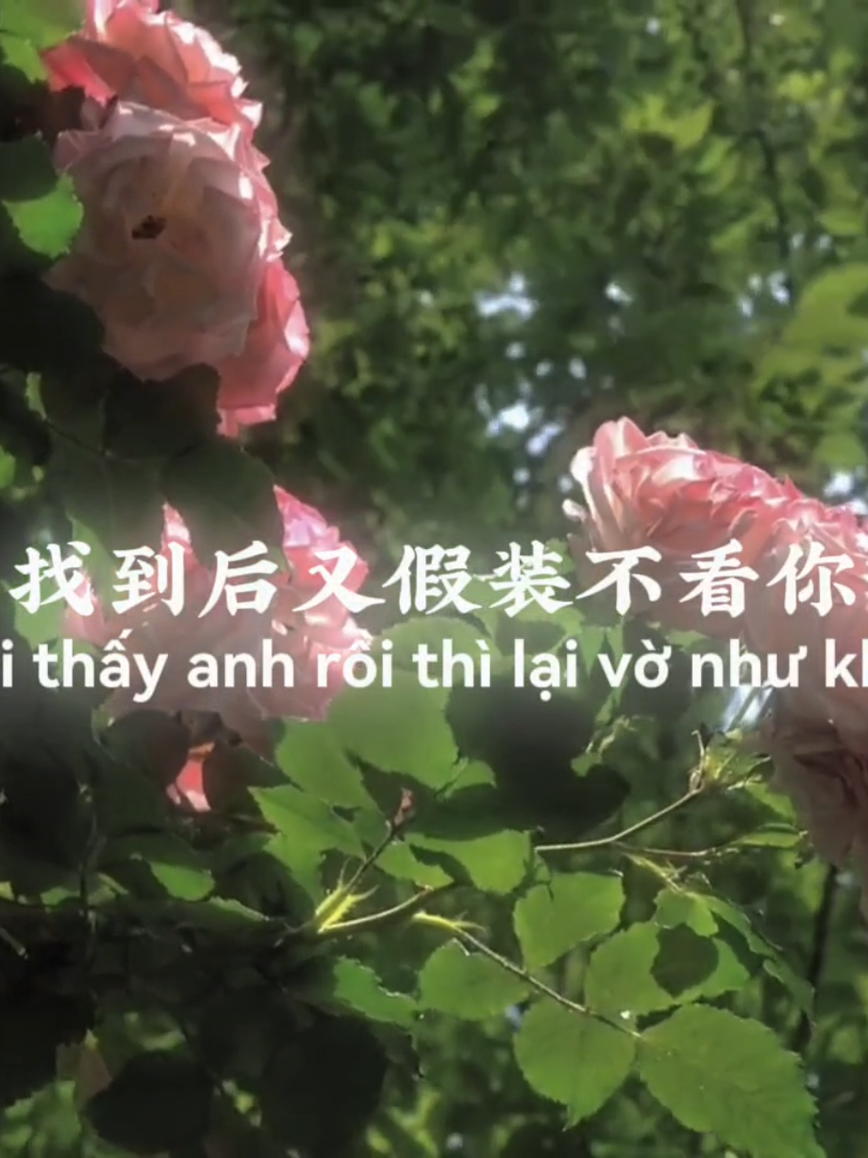 爱的魔法 | Nhìn em một lần thôi… tim đã chẳng yên rồi😍 #爱的魔法 #nhactrung #music  #lyrics #xh 