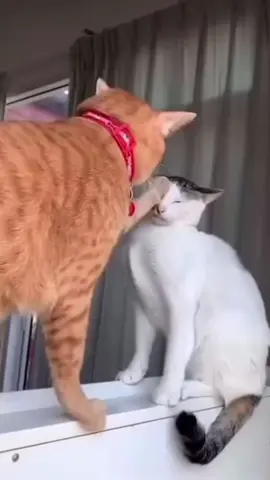 Two funny cats. 😂😂#funnycat #funnytiktok #funnycatvideo #foryou #fyp #funny #funnymoments #cats #cat 