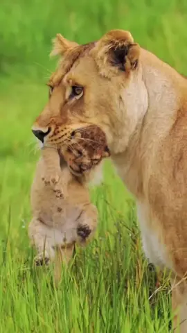 A mother lioness helps her cub a lot to save its life with a leopard  #leopard #lion #cab #foryoupage #usa 