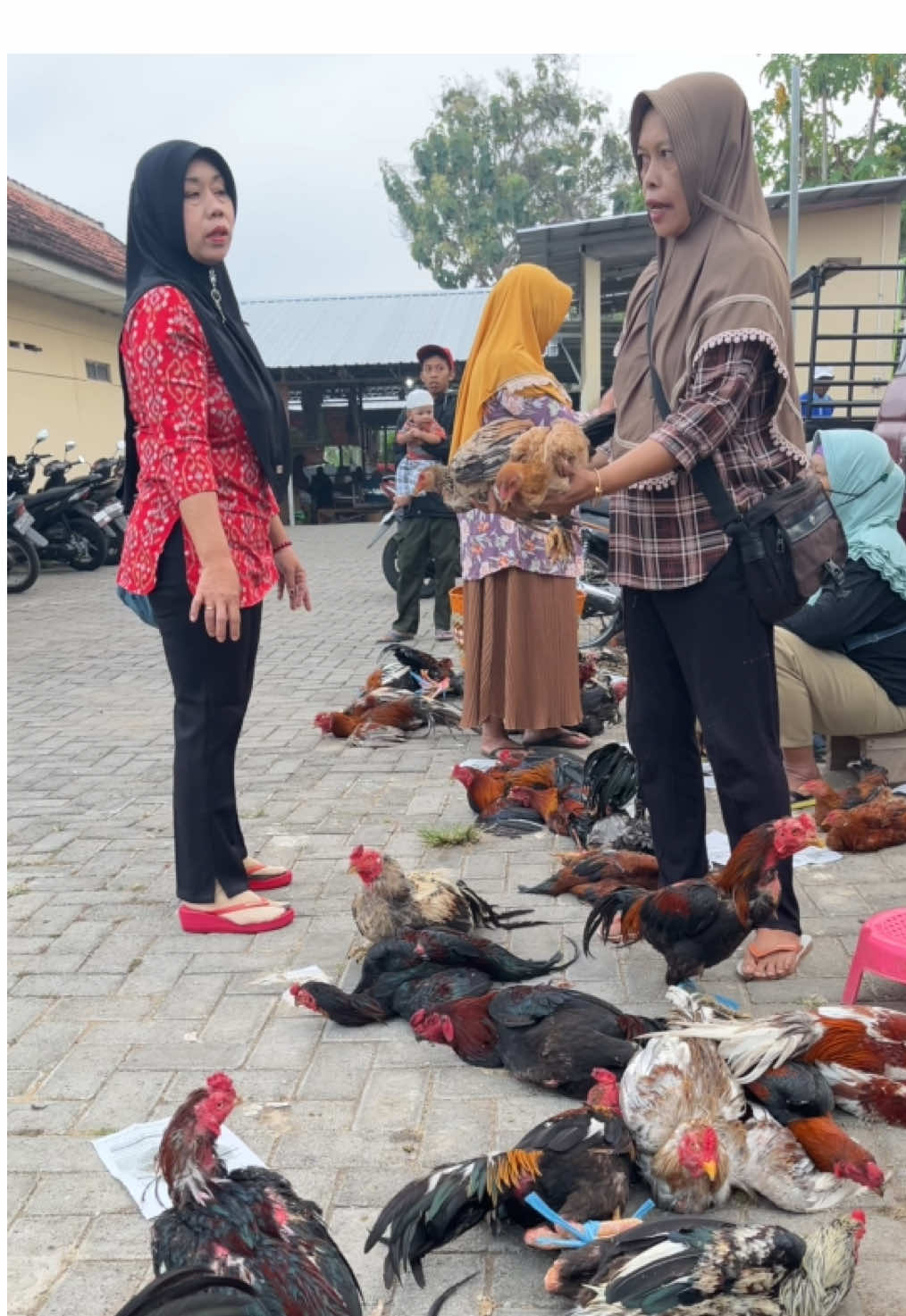 Reaady bosku Full brackot Drumband 🥷🏻🐴🐴🥁🥁🥁#fyppppppppppppppppppppppp #ternakayam #ayambangkoksuper #suran #pshtpusatmadiun #pshw_tm_1903 #kulinermadiun #rombongannyeni 