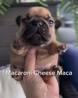 #CapCut #pibble #macaroni cheese 