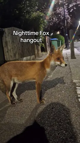 she's growing all her fur back now! 😊 #animalsoftiktok #wildlife #foxesoftiktok #fox #undertale 