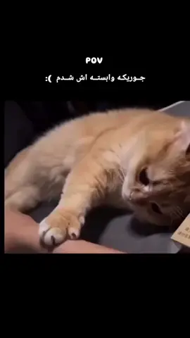 اینجوری وابستتم دخترم 🥲@A 