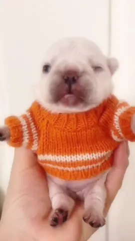 I AM PIBBLE