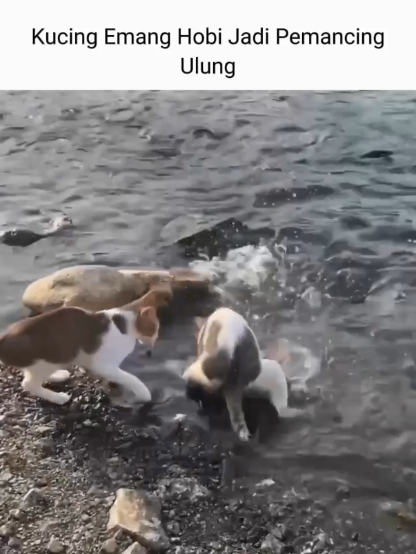 Kucing itu dari sananya memang lahir sebagai pemburu. Makanya mereka gampang banget kepo kalau lihat sesuatu yang bergerak, apalagi ikan yang berenang-berenang di air. Buat mereka, ikan itu kayak mainan hidup yang bisa dikejar. Kadang mereka bisa bengong lama banget di depan kolam atau akuarium, nunggu momen pas buat nyakar. meskipun nggak semua kucing pernah berburu beneran, insting itu masih nempel kuat. Itu sebabnya kucing rumahan juga suka main laser pointer, ngejar benang, atau tiba2 lompat karena lihat bayangan gerak sedikit. Semua itu bagian dari naluri mereka yg suka ngejar dan nangkep. Buat kucing proses ngejar itu sendiri sama serunya kayak hasil tangkapan. Jadi kalau kamu lihat kucing diem sambil mantengin ikan, jangan heran itu memang sisi alami mereka sebagai predator kecil yang lincah dan penasaran.  Sumber: National Geographic & PetMD