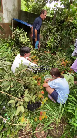 charot lang!! sa bakuran namin yang rambutan🤍 #rambutan #foryoupage 