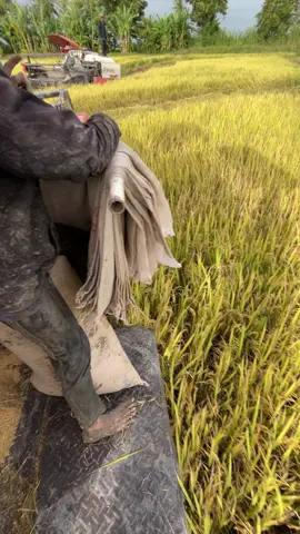 Trưa h hơn trục con lương bự 😆#dc70 #uocduoclenxuhuong #moinguoiunghominhnhe🥰 #xu @THÀNH ĐẠT🤏🏻 @Quân plus🌾🚀 