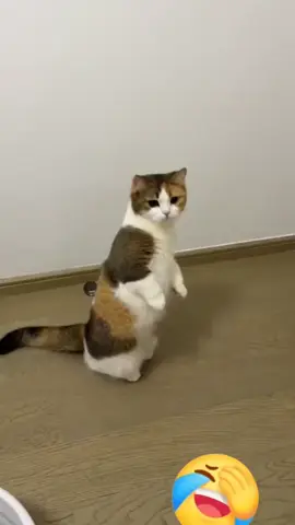 #foryou #pet #fyp #funnyvideos #viralvideo 