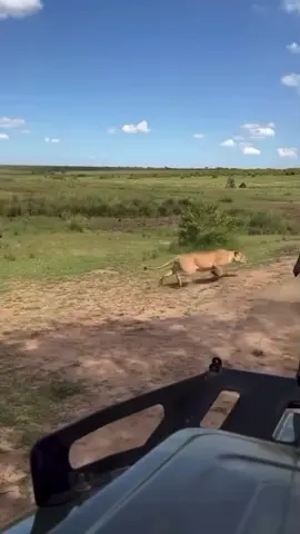 lion attack vs zebra #fyp #viralditiktok #plzviral🥺🥺🙏🙏foryoupage #unfreezemyacount #unfreezemyacount 