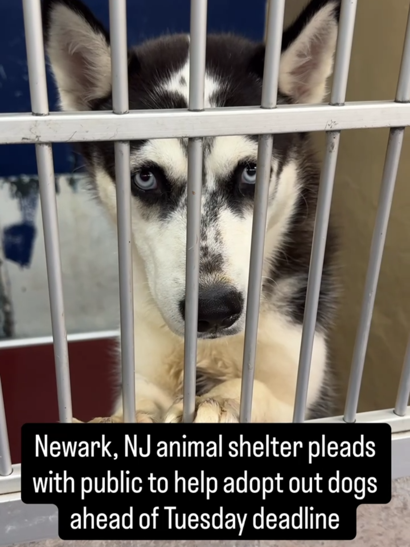 The largest animal shelter in New Jersey says they are overrun with animals and they are pleading with the public to help with adoptions. #animals #cleartheshelters #newark #nj #adoptdontshop