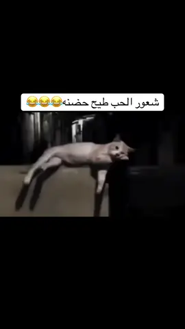 #لايك_متابعه_اكسبلور #ستوريات #العراق #الشعب_الصيني_ماله_حل😂😂 