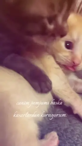 pampami baskasina vermem😡 #pampa #cutecats #ily #kesfet #fyppppppppppppppppppppppp 
