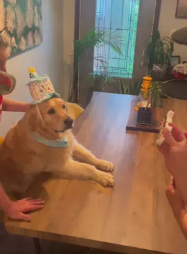 POV: your kindness changed their whole world ❤️#funnyanimals #fyp #pet #funnyvideos #PetsOfTikTok 