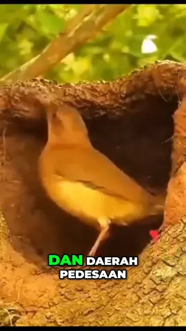 Burung Rufus Borneo, Si Cantik Tersembunyi dari Amerika Selatan 🌿🕊️ #BurungRufusBorneo #FaktaUnikHewan #BurungCantik #HutanBorneo #HewanLangka #BurungUnik #SatwaIndonesia #WildlifeFacts #FaktaHewan #AnimalShorts 