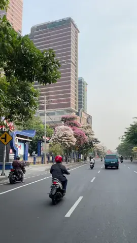 baru tau kalau di Jl. Ahmad Yani ternyata spot bunga tabebuya terbaik😍, menurutmu spot tabebuya terbaik dimana lagi rek? #tabebuya #surabaya #fyp 