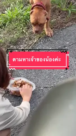 ตามหาเจ้าของน้องค่ะ ขี่รถเล่นแล้วไปเจอน้อง น้องน่าจะเป็นหมาเลี้ยงมีปลอกคอ น้องอยู่แถวหลังวัดไลย์ อ.ท่าวุ้ง จ.ลพบุรี มีคนบอกว่าน้องมาอยู่ได้ประมาณ 1 เดือนกว่าๆ ไม่มีใครกล้ารับน้องไปเลี้ยงต่อ ไม่รู้ว่าน้องโดนเอามาปล่อยหรือว่าหลงมา น้องผอมมากๆค่ะ หนูไม่สามารถรับน้องมาดูแลได้นะคะ พื้นที่ไม่สะดวกรับน้องมาอยู่ด้วยจริงๆค่ะ  ถ้าเจ้าของน้องมาเห็น หรือพี่ๆท่านใดอยากรับน้องไปเลี้ยงติดต่อมาได้นะคะ ที่ FB : น้ำวุ้น ค่ะ #ตามหาเจ้าของ #ลพบุรี 