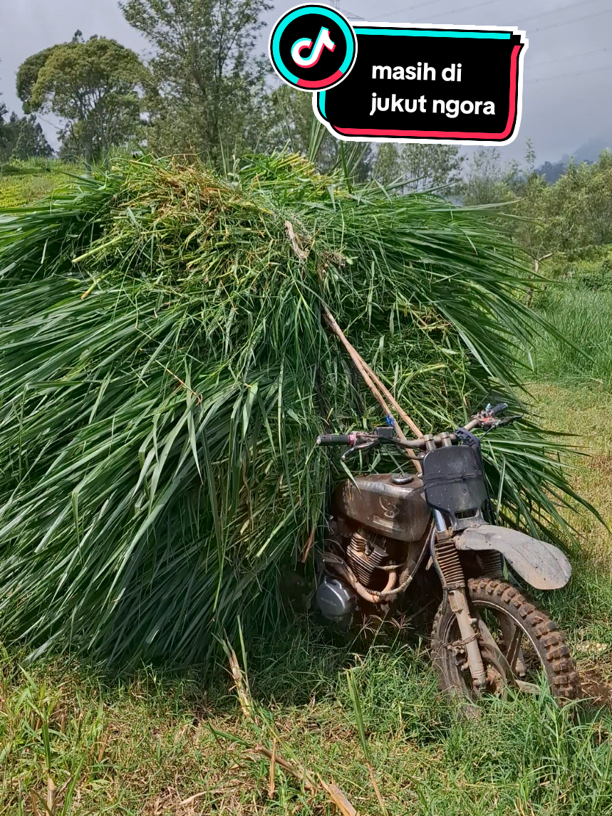 anu ngora mah rasana pulen raoseun diasaana teh🤤😂 #sobatngaret #sobatngarit #barayangarit #masukberanda #viral 