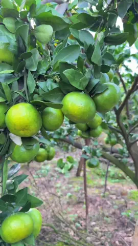 #cuttingfruit #agriculture #picking #asmrsounds 