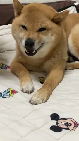 #犬#犬ハァハァ