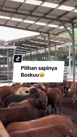 Buatt yang pengen sapi xb fd. str bisa dm ya boskuu🤩#fy #fyp #sapi #sapipotong #farm 