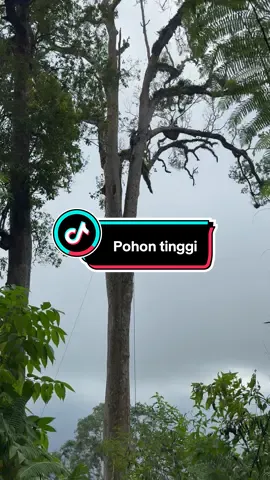 Pohon tinggi
