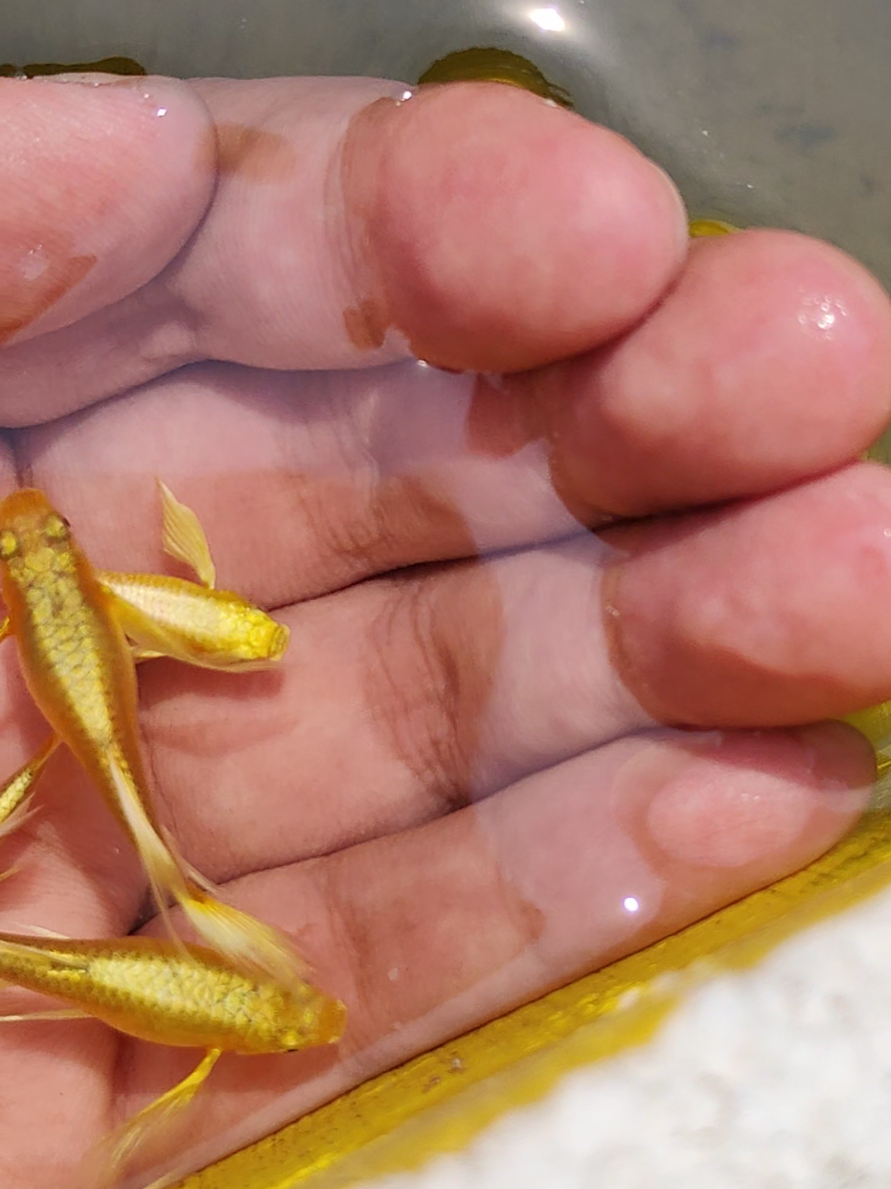 Ayo ternak guppy emas  #fyp#darrenfarm #guppyemas #guppyviral 