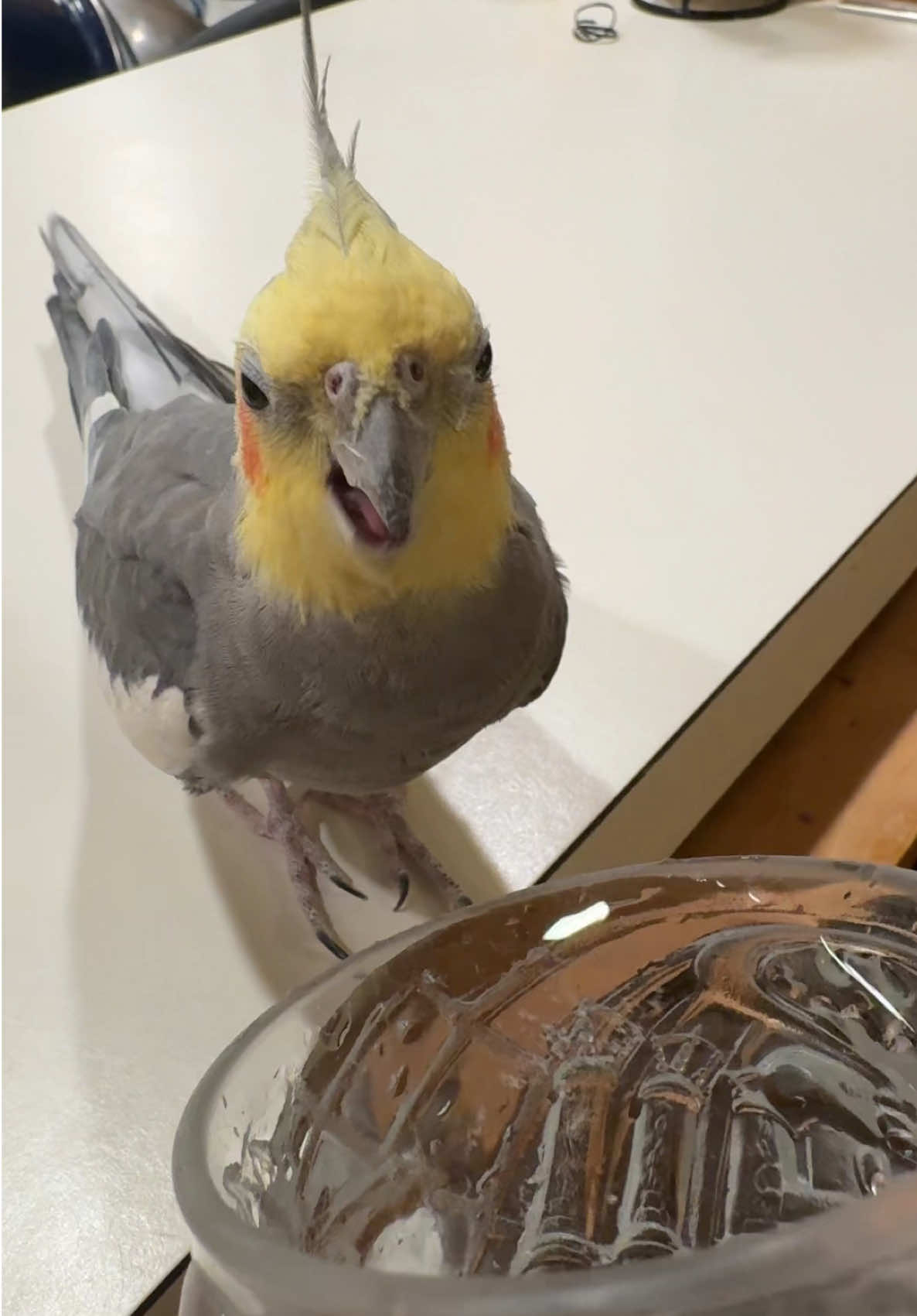 That Saturday morning sip be hittin ##cutebirdvideos##parrot##fyp##stayhydrated##PetsOfTikTok