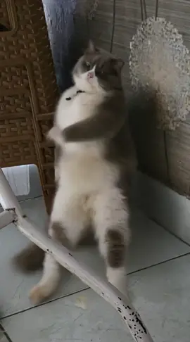 Động vật múa đáng yêu  #cat #animals #fyp  #catsoftiktok #catdance 