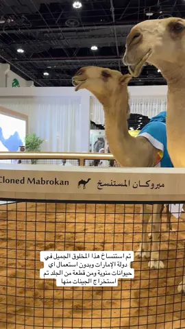 تم استنساخ هذا المخلوق الجميل في دولة الإمارات وبدون استعمال اي حيوانات منوية ومن قطعة من الجلد تم استخراج الجينات منها 