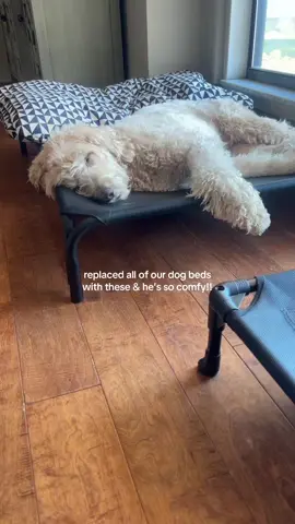 If he’s comfy I’m happy #dogbed #elevateddogbed #coolingdogbed #orthopedicdogbed #dogbeds 