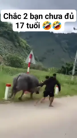 Hai thanh Niên 17 bẻ sừng Trâu 